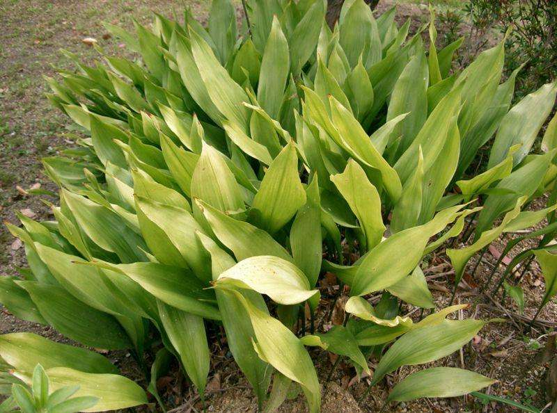 植树节适合送什么花 植树节送什么(图1)