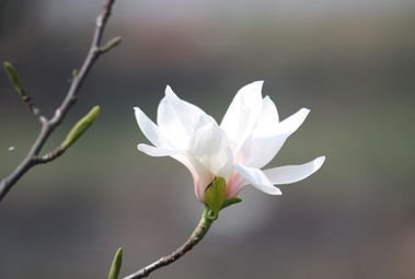 植树节送什么礼物不会忘记呢 植树节送什么礼物好呢(图1)