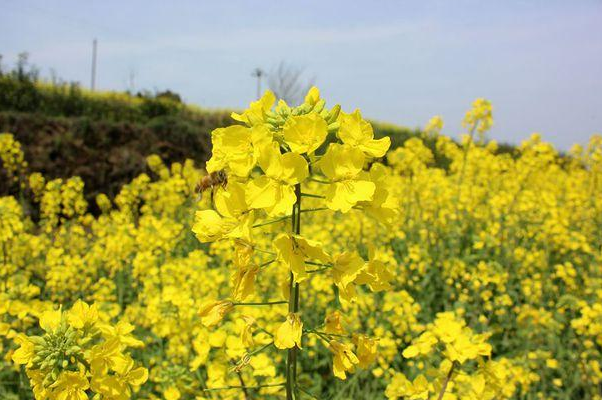 母亲节能送红玫瑰吗 母亲节可以送花吗?(图1)