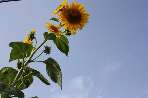 给奶奶送花送什么花 给奶奶送什么花好(图1)