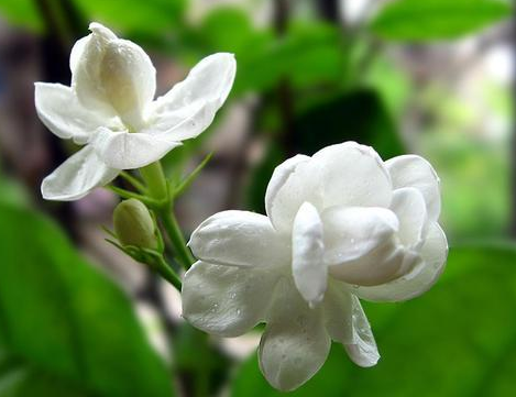 送婆婆鲜花好不好 给婆婆送花送什么花(图1)