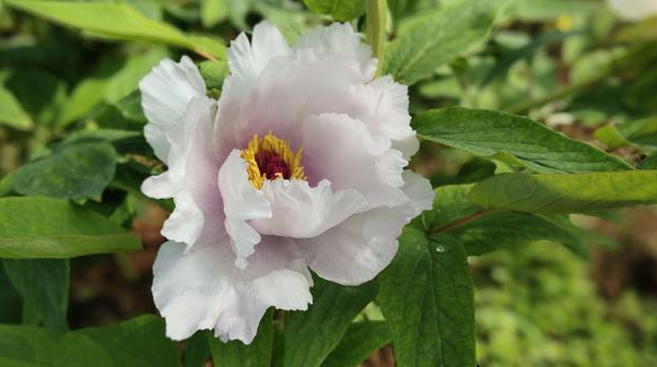 母亲节送玫瑰花的花语 母亲节送玫瑰花好吗(图1)