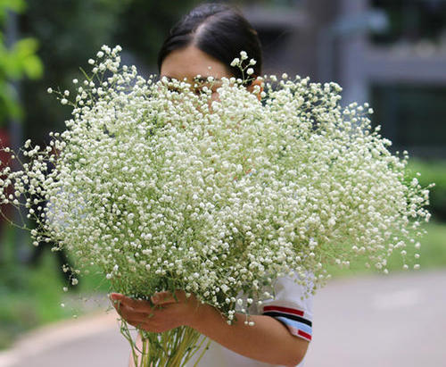 满天星的花语是什么花 满天星的花语是啥意思?(图1)