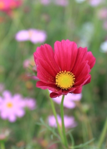 送妈妈菊花好吗 母亲节送小菊花(图1)