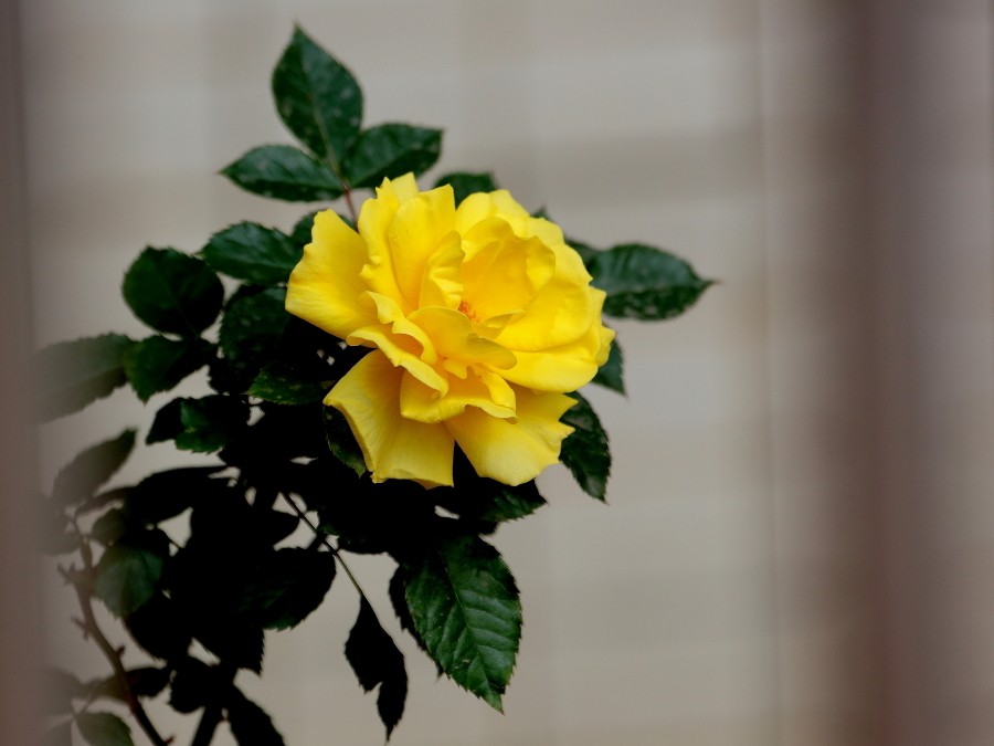 玫瑰花一般送几朵 玫瑰花的花语是什么 玫瑰花一般送几朵 玫瑰花的花语呢(图1)