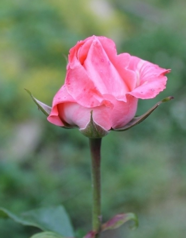 送女友玫瑰花送什么颜色 送女朋友玫瑰花代表什么意思(图1)