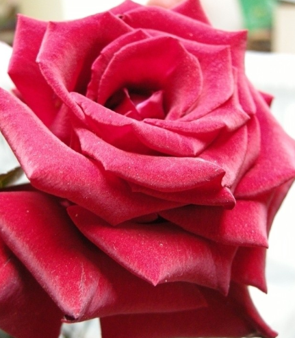 女儿送玫瑰花给妈妈的图片怎么发朋友圈 女儿送玫瑰花给妈妈的图片大全(图1)