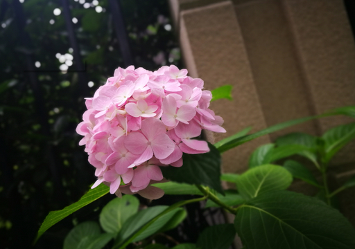 生日送绣球花可以送几朵 绣球花送女朋友(图1)