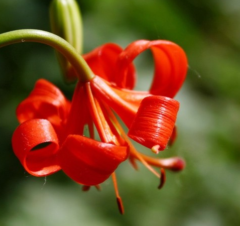 送考生的花束祝福语 考试送花送多少朵(图1)