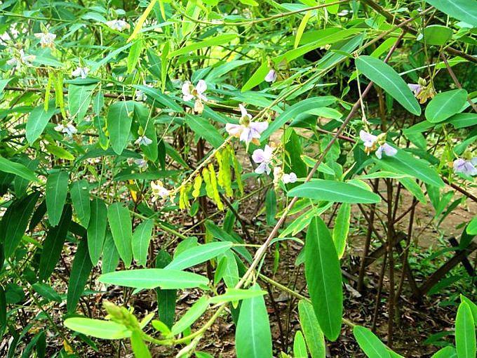 端午节开什么花最受欢迎 端午节开花的有哪些(图1)