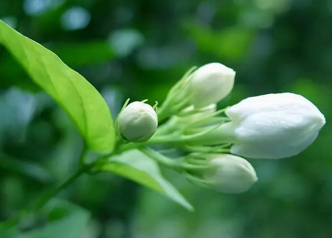 端午节要不要送花 端午节送花的意义何在(图1)