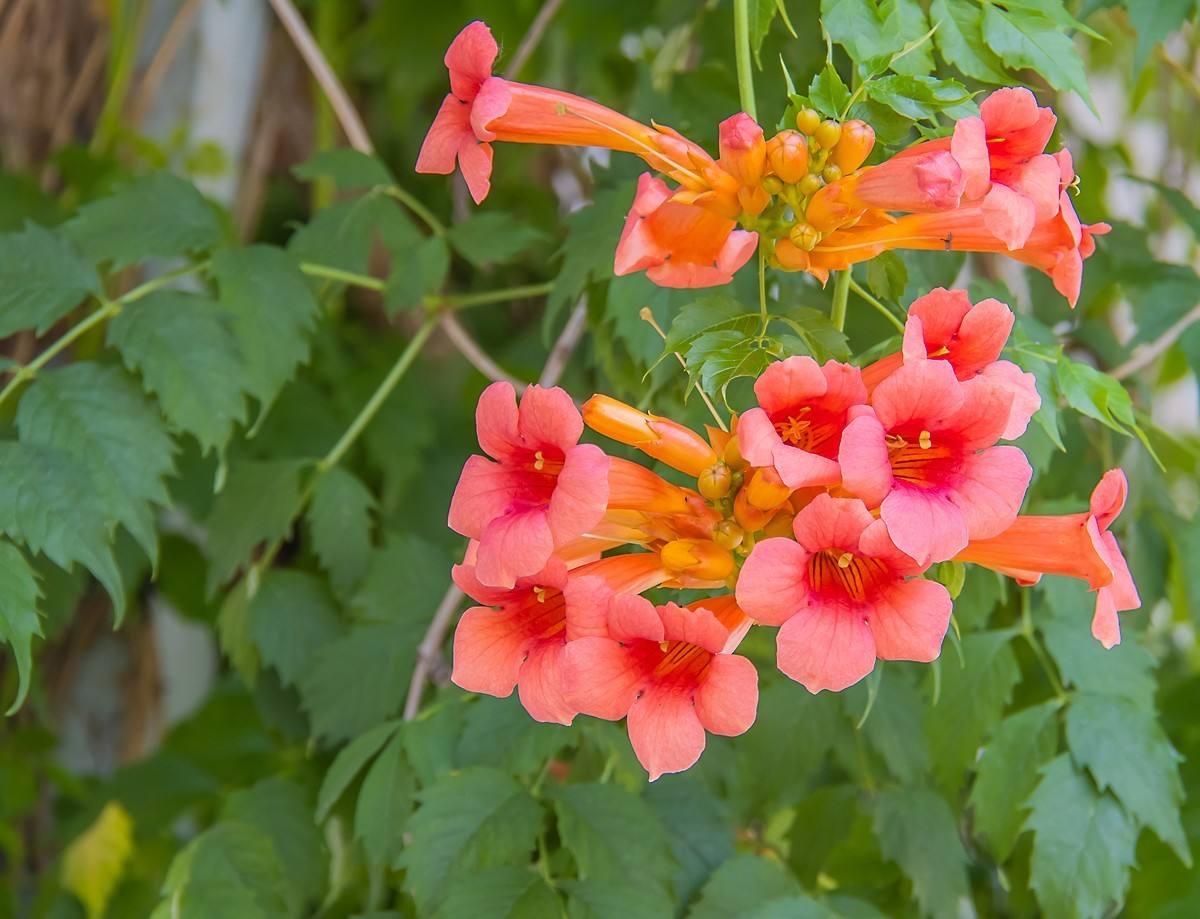 端午节可以送花么 端午节能不能送花(图1)