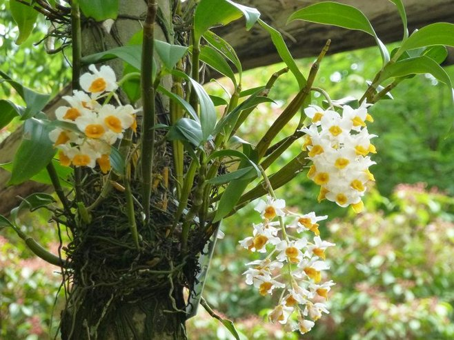 给父亲献花要献什么花 送给爸爸的花是多少朵(图1)