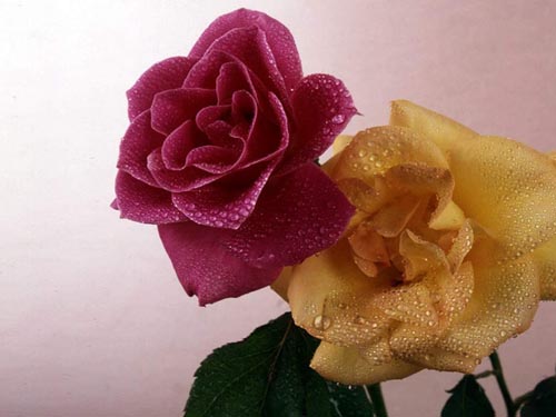 不同玫瑰花朵数的含义以及玫瑰花语讲解