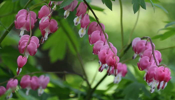 鲜花怎么保鲜 鲜花如何保鲜(图2)